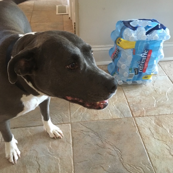 Meet your Posher, Gianna - Picture 1 of 1